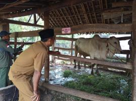 Manifestasi Keadilan Sosial melalui Ketahanan Pangan: Kalurahan Tancep Monitor Sebaran Ternak BUMKal